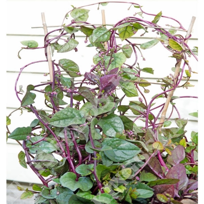 Picture of Malabar Spinach (Basella Rubra) Select Red